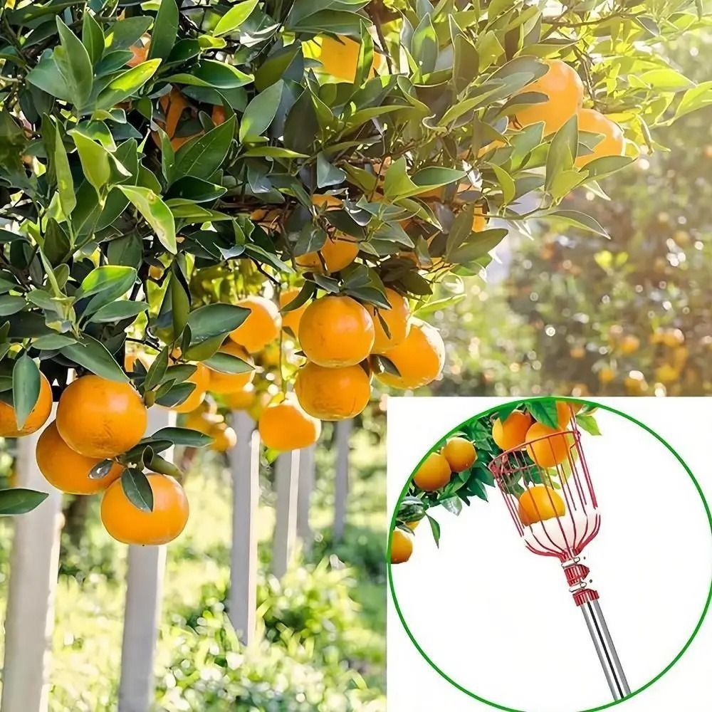 Raccoglitore di Frutta con Ces - Fruit Picker Basket Telescopic Pole recensione e prezzo