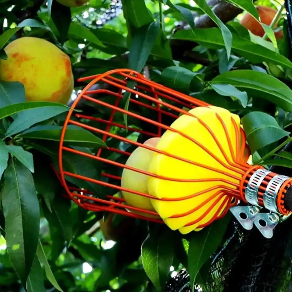 Raccogli Frutta Telescopico co - Fruit Picker Basket Telescopic Pole recensione e prezzo