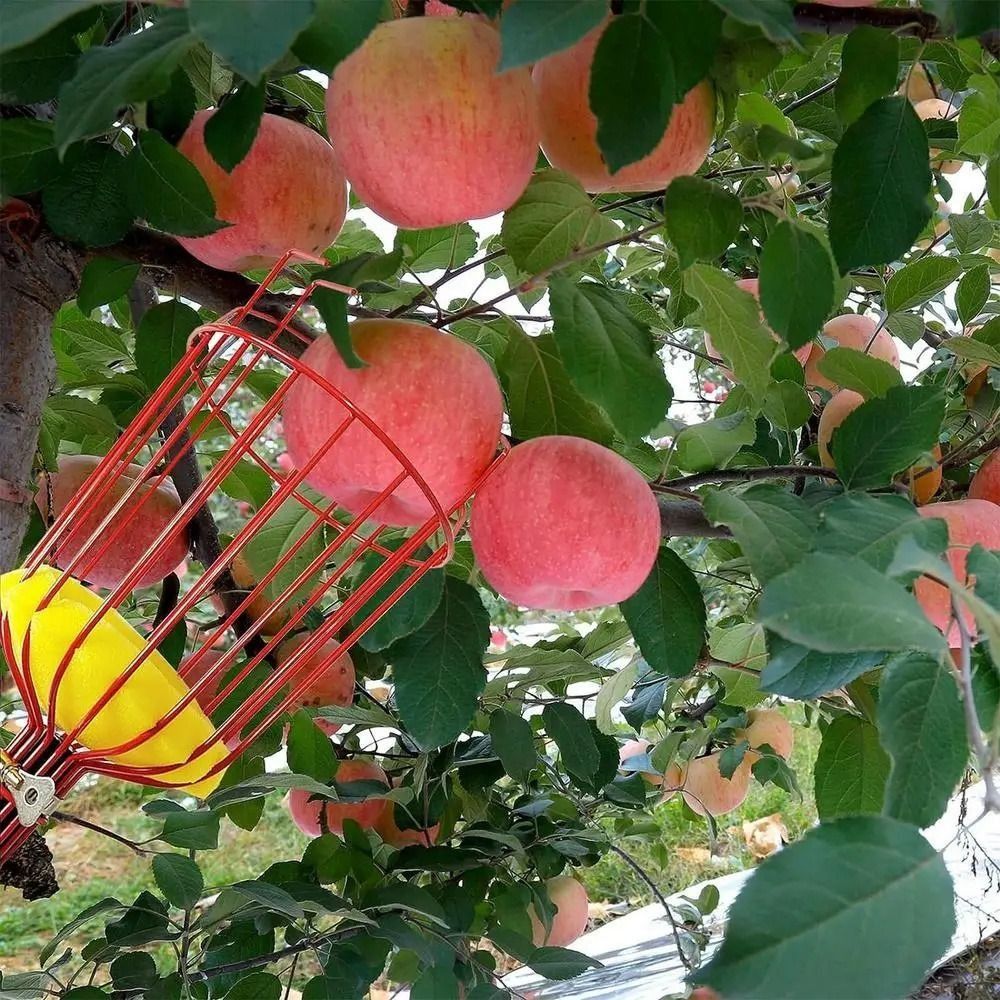 Raccogli Frutta Telescopico co - Fruit Picker Basket Telescopic Pole recensione e prezzo