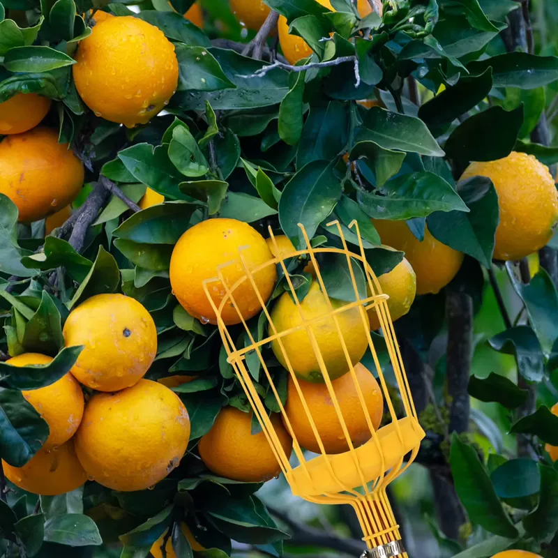 Raccogli Frutta Portatile in M - Fruit Picker Basket Telescopic Pole recensione e prezzo